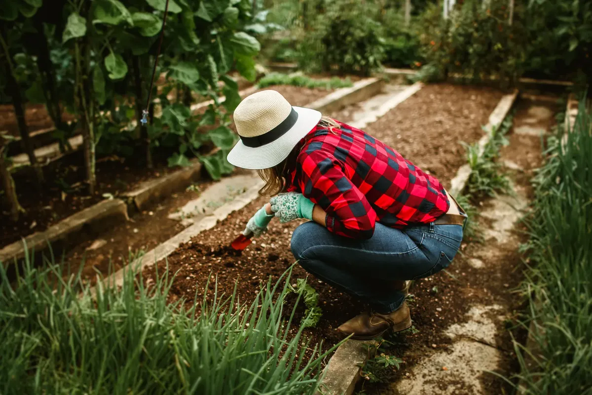 A woman gardening outdoors in a vegetable patch wearing gloves and a hat, digging with a spade.