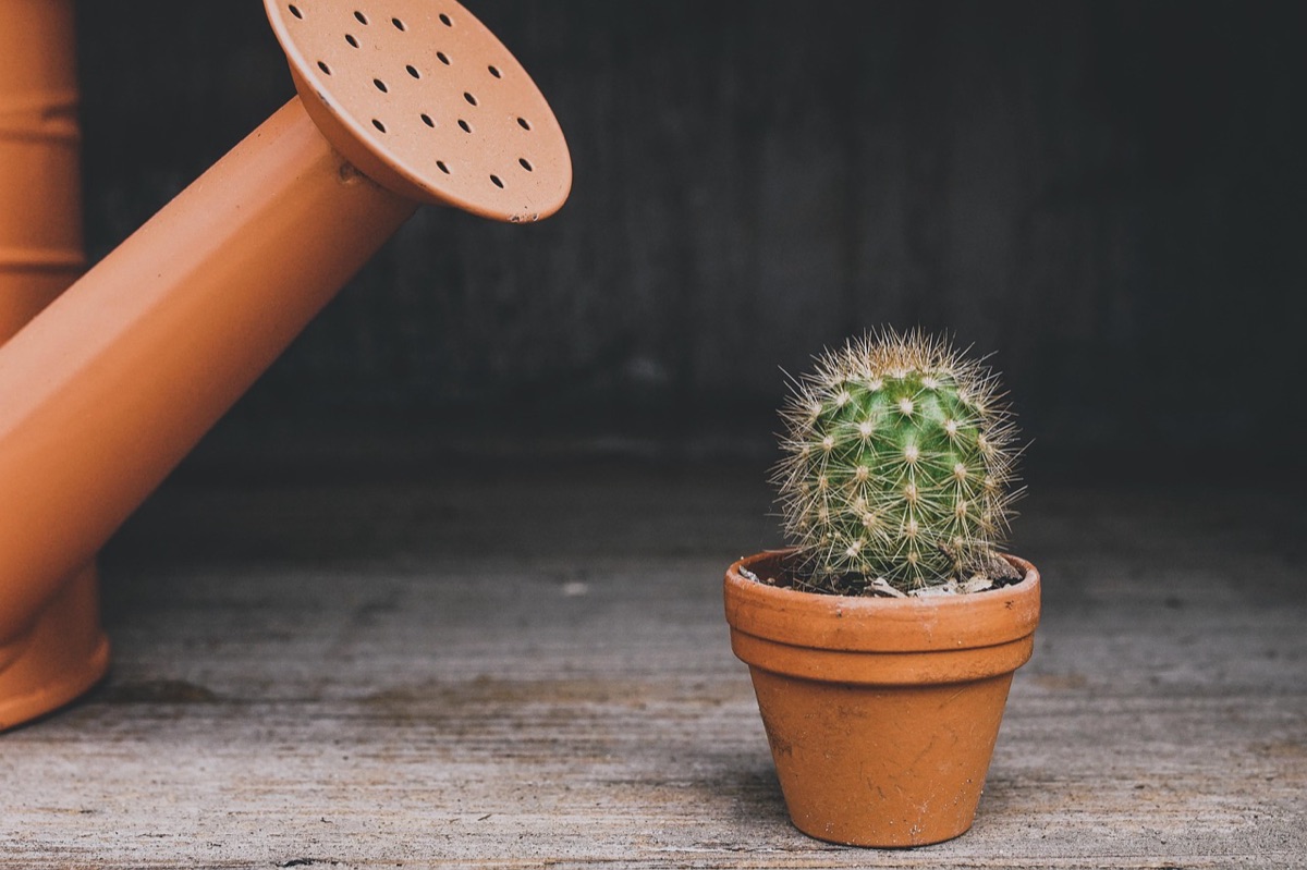 Gentle watering of container garden