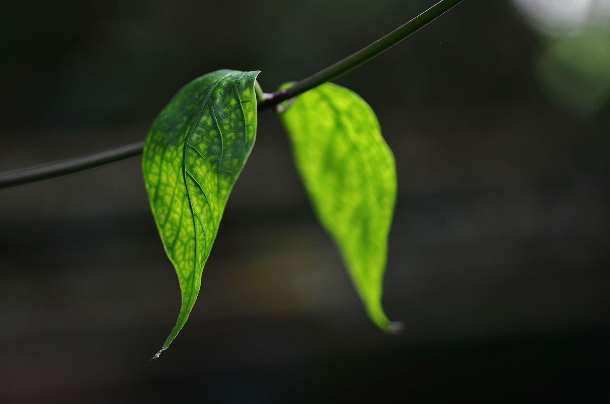Jardinière de plantes aromatiques