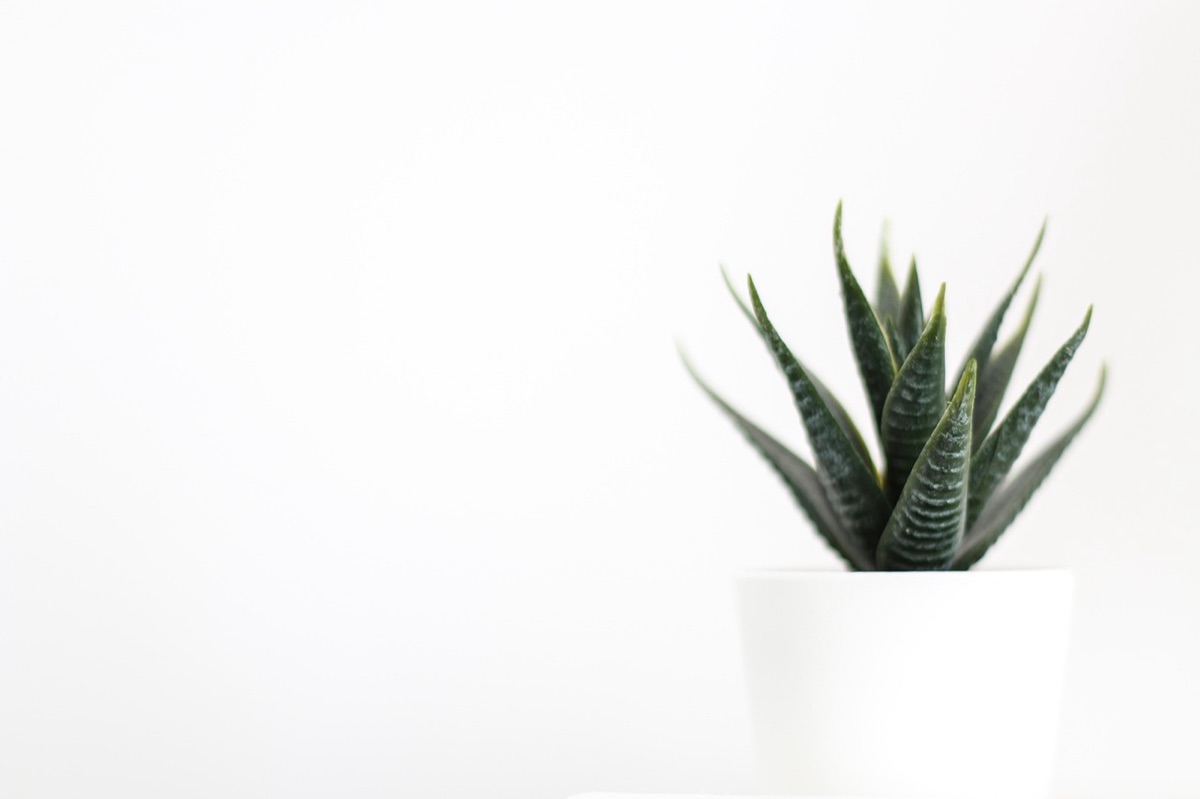 Arrosage plantes d'intérieur