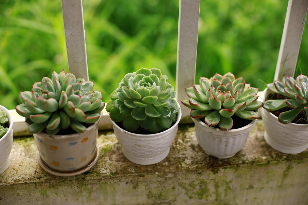 Water geven aan planten