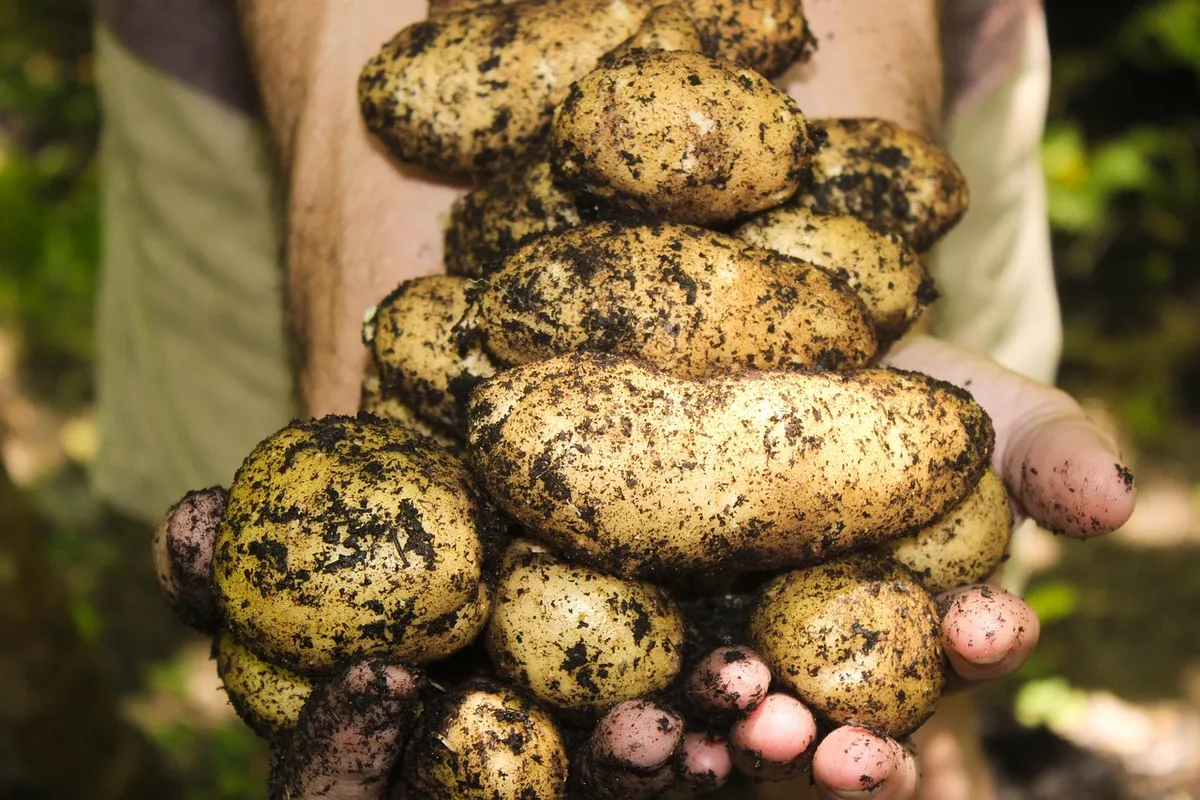 potatoes, natural, soil, gardening, farming, garden, organic, harvest, harvesting, fresh, raw, nature, produce, root vegetables, tuber