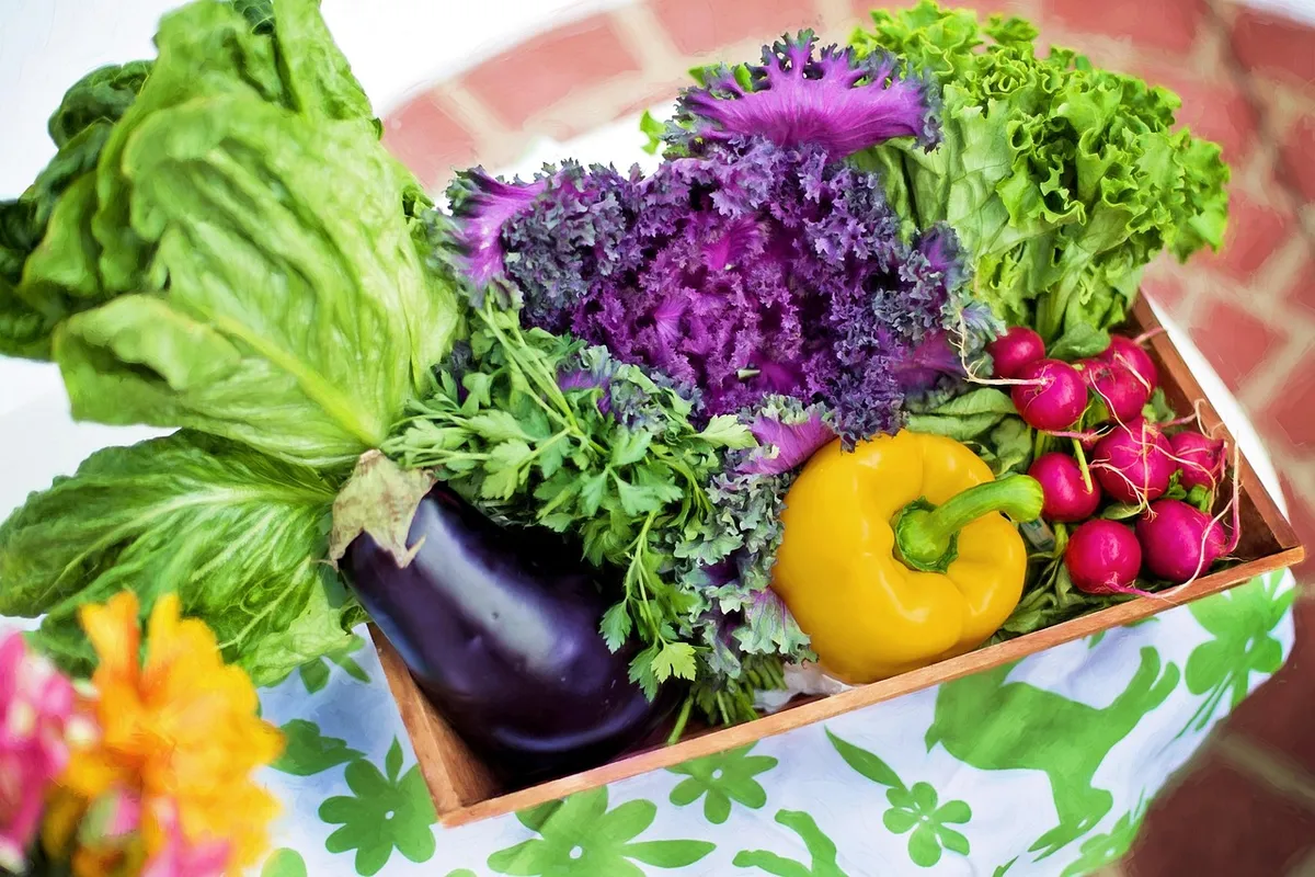 vegetables, garden, harvest, organic, gardening, lettuce, nutrition, nature, produce, fresh, fresh vegetables, assorted, garden vegetables, healthy