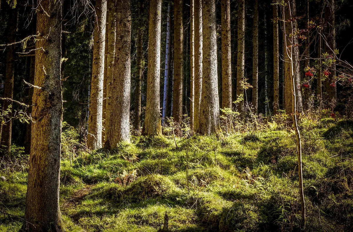 forest, glade, the atmosphere, mood, light, trees, atmospheric, the shade, sunlight, mystical, lighting mood, nature, forest, glade, glade, glade, glade, glade